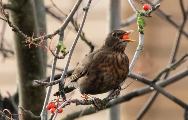 Tierwelt